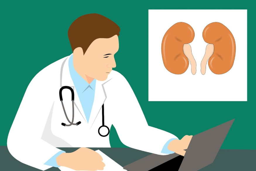 kidney-3667909_1280.jpg