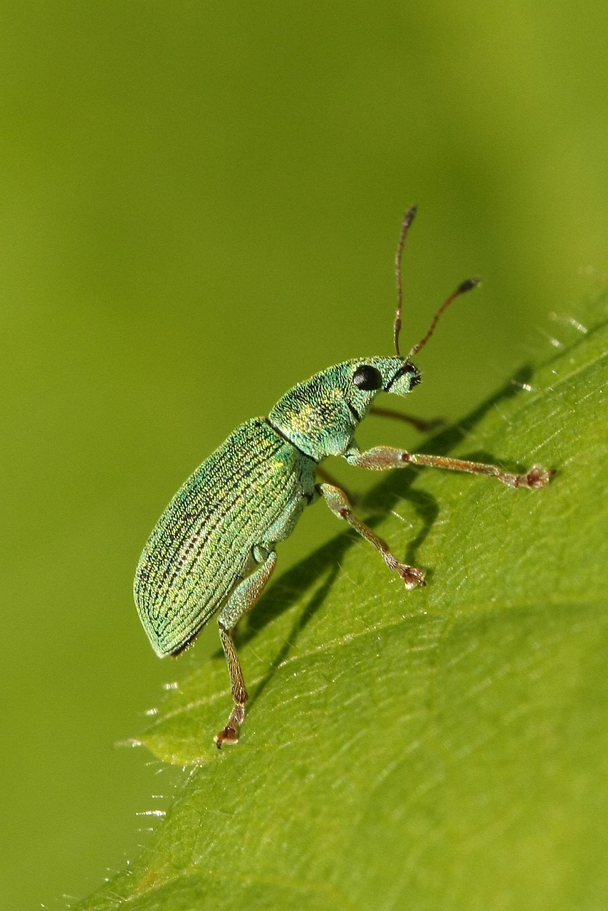 beetle-7209311_1280.jpg