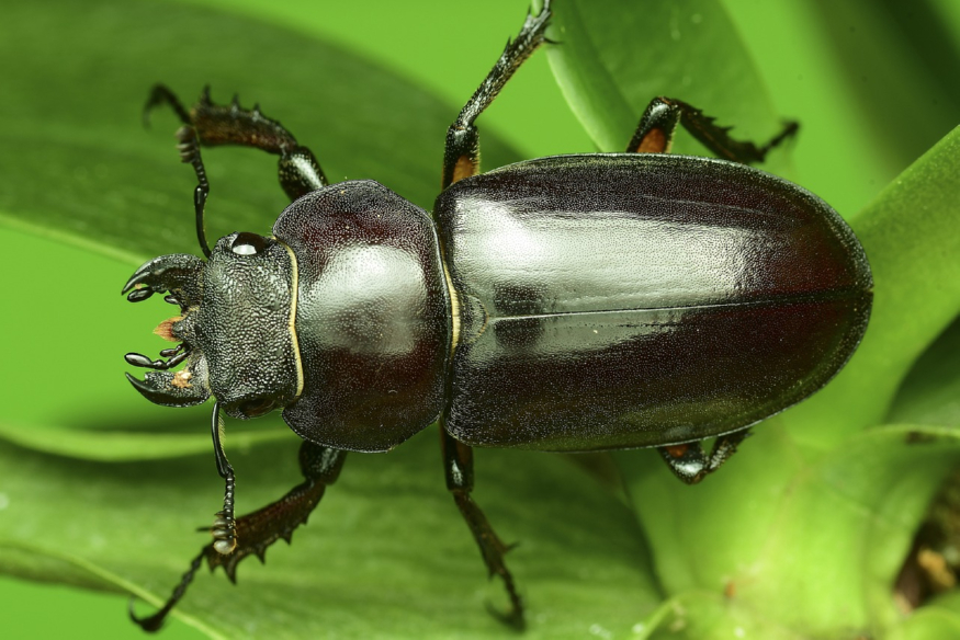 stag-beetle-3539534_1280.jpg