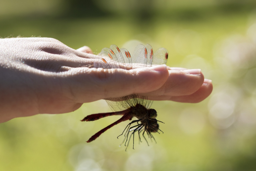 dragonfly-3704084_1280.jpg