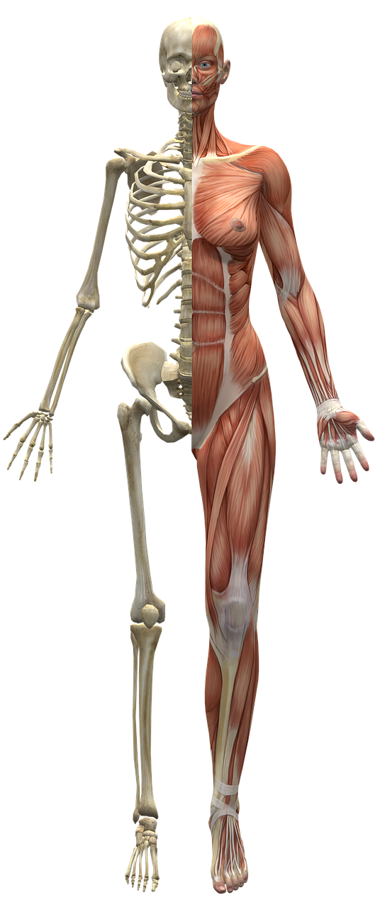 muscles-2277447_1280.png